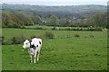 Cow above Ribchester