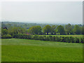 View from Knole Hill