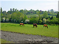 Horses by South Lane