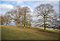 A line of trees along the fence