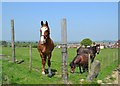 Horses on Hacking Hill with Cubley behind them