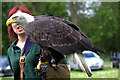 TF4323 : Bald Eagle with Handler, Long Sutton Falconry Centre, Lincolnshire by Christine Matthews