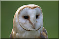 TF4323 : Barn Owl, Long Sutton Falconry Centre, Lincolnshire by Christine Matthews