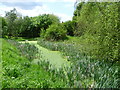 Pond in Myrna Close Valley