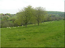 SO8810 : Sheep Pasture north of Cockshoot by Terry Jacombs
