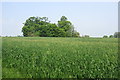 A spinney in a Mill Farm field