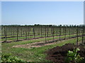 TR0059 : Brogdale Farm - Pear Orchard by Paul Gillett