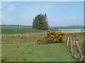 Open upland rough grazing