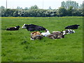 Bullocks chewing the cud near Ely