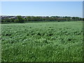 Farmland towards Hamilton