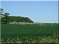 Farmland towards small woodland