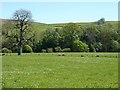 Valley floor, South Tynedale