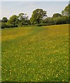 Buttercups near Upton