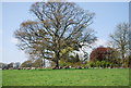 Sheep under a tree