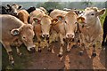 Mid Devon : Cattle Grazing