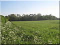 Plantation near Springcliff Farm