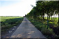 Road to The Oaks by a grove of trees