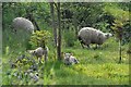 SS9607 : Mid Devon : Sheep Grazing by Lewis Clarke