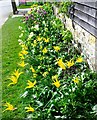 Yellow tulips, Standen, West Sussex