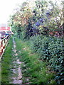 Path between the houses