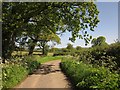 Lane to Lower Cheriton