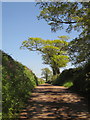 Oak close to Spence Cross