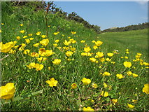 TQ4801 : Buttercups near Seaford Golf Course by Oast House Archive