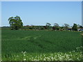 Farmland, Hill Top Farm