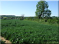 Farmland near Harlaxton