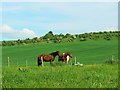 Horses in a field, Calstone Wellington