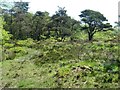 Small clearing in Swineholes Wood