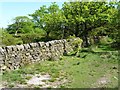 Drystone wall in Swineholes Wood