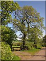 Oaks by the lane from Luppitt