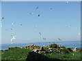 NU2135 : Terns in Flight by Christine Westerback