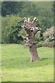 Dead tree, Northfield Farm