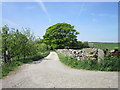 The way to Langerton House Farm