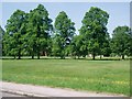 Trees on Redbourn Common