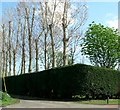 Road leading to White Walls, Sidlesham Common