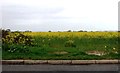 SZ8999 : Field of Rape near Pagham by nick macneill