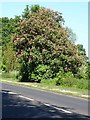 Red horse chestnut by the Corbridge Road