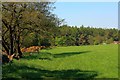 Field on the Banks of the Wear