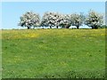 Blossom on the field boundary above Cottage Farm