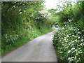 Spring flowers lining the minor road between Little Callestock and Rees