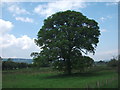 Magnificent field oak tree