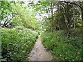 SJ8590 : Trans Pennine Trail by Gerald England