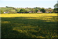 A field of buttercups by Osbaldeston