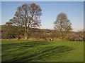 Trees, wall and field, Stocks Green