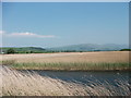 Reed bed in Avon Dysynni