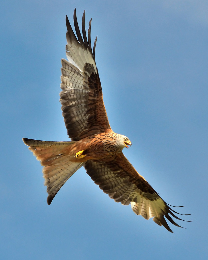 Red Kite - Gigrin Farm, Rhayader © Mick Lobb :: Geograph Britain and ...