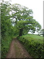 Hill Lane, on Withycombe Hill